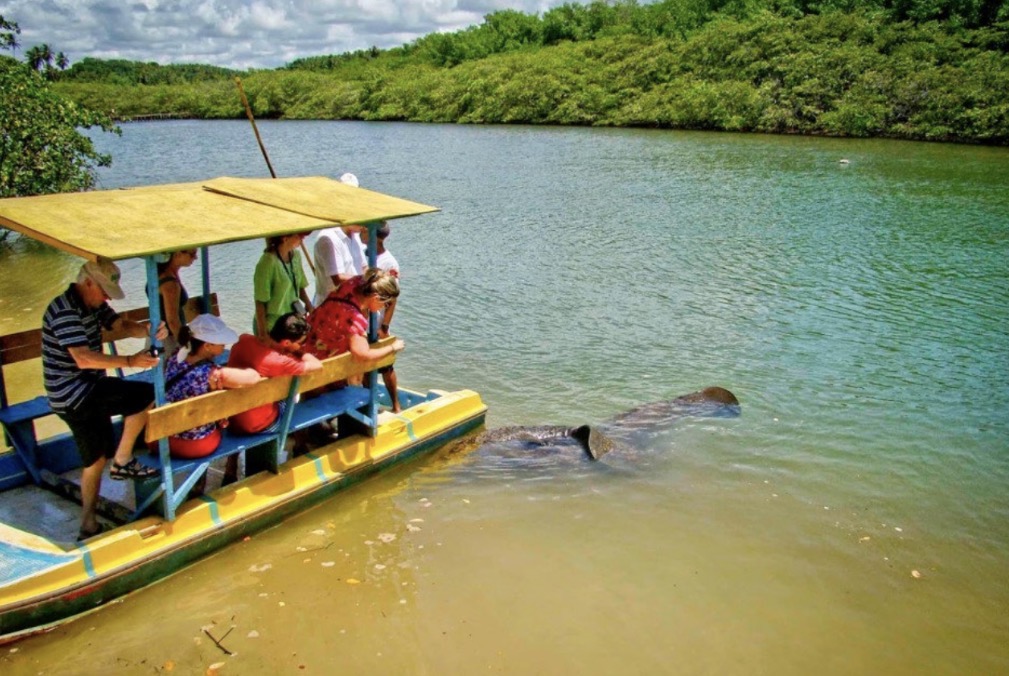 Visita ao peixe-boi no Rio Tatuamunha